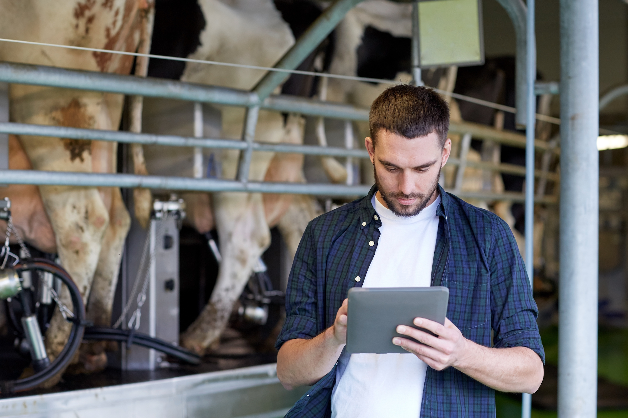 Dairy farmer looking at an ipad in a cow milking shed